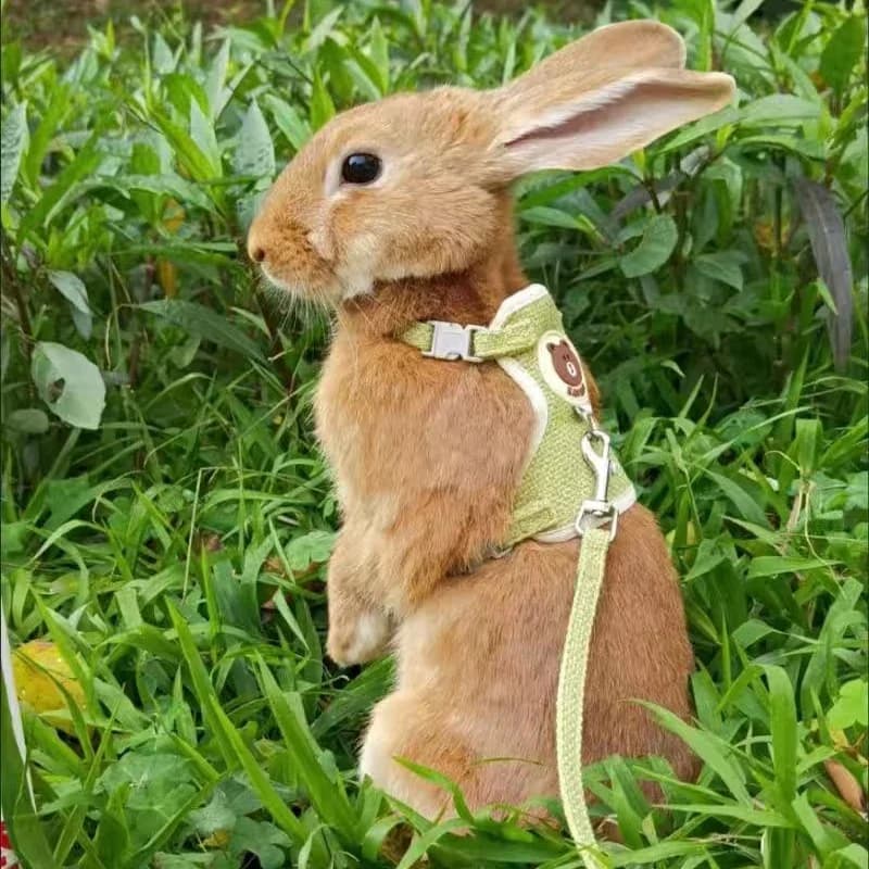Ensemble harnais et laisse pour lapin mignon, accessoires pour animaux de compagnie, gilet, laisses pour la marche en plein air, fournitures pour