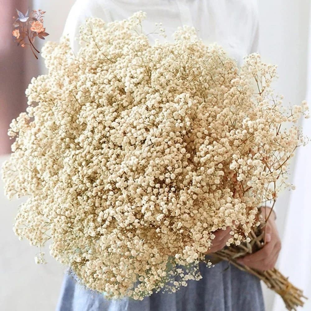 Bouquet de fleurs séchées pour bébé, 60g, fleurs sèches naturelles, gypsophile, décoration de mariage, saint-valentin, Table de maison, décor