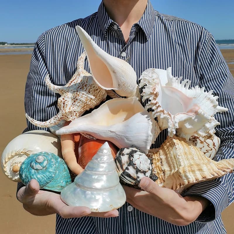 Ornement de coquillage de Conch Respzed, décoration de la maison, natif, précieux, Aquas 550, collection de cadeaux