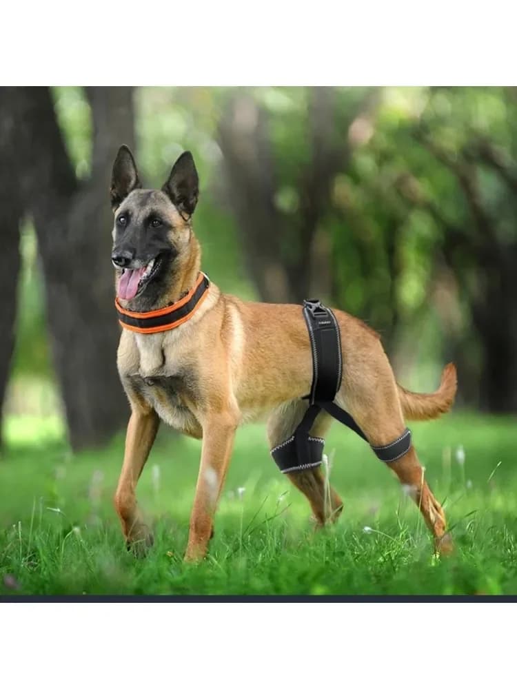 Orthèse orthopédique de hanche de chien, Support pour la dysplasie de la hanche, soulage la douleur, prévient l'articulation de la hanche,