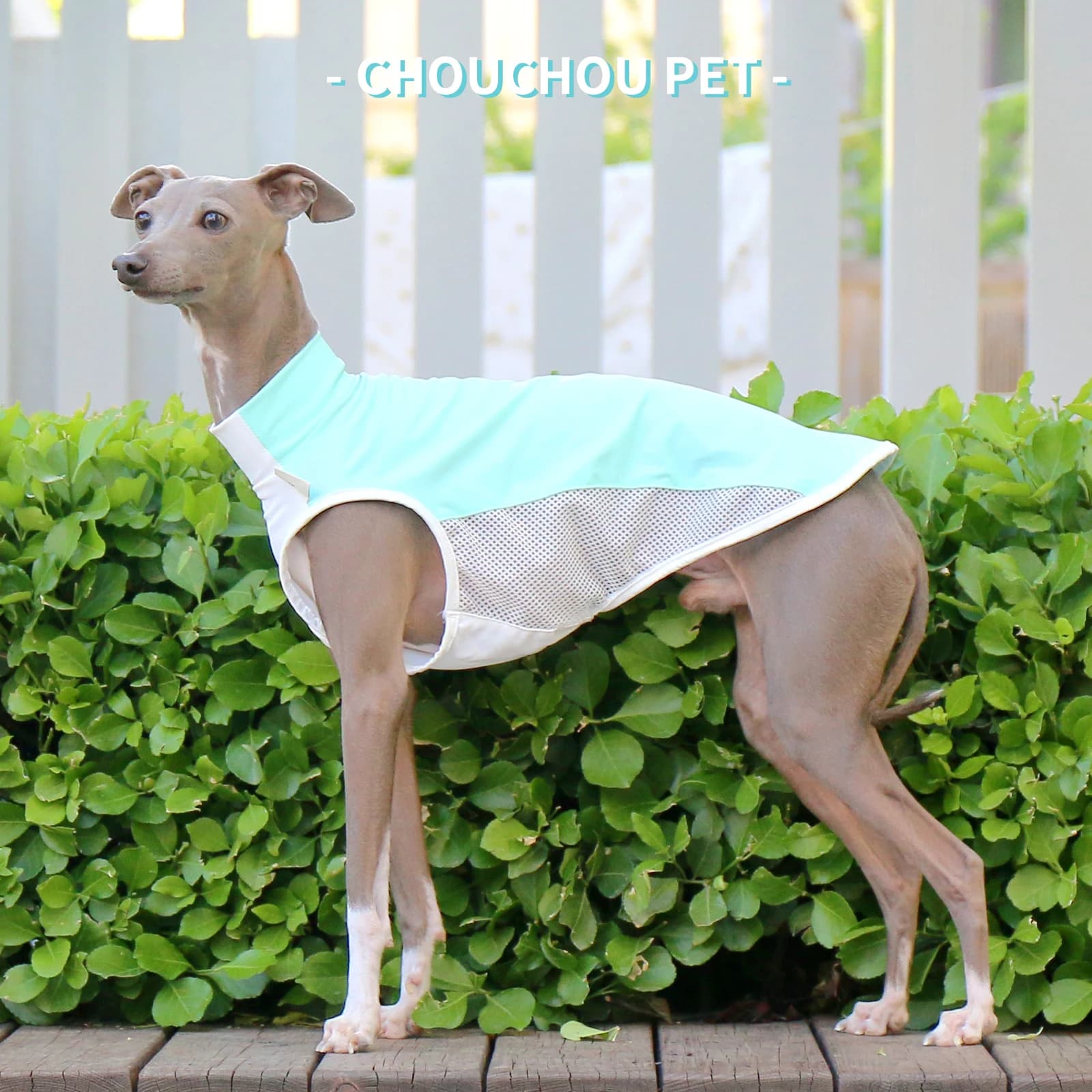 Greyhound italien (Iggy) Whippet/SalukiT-Shirt rafraîchissant d'été nouvelles variétés