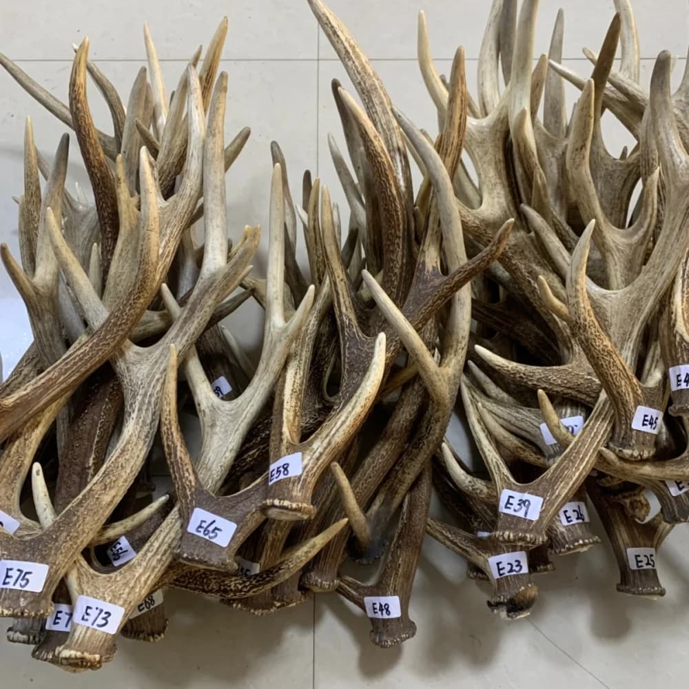 Ornement naturel de branche de bois de cerf Sika, hangar naturel, article d'artisanat, veuillez contacter le vendeur avant de commander