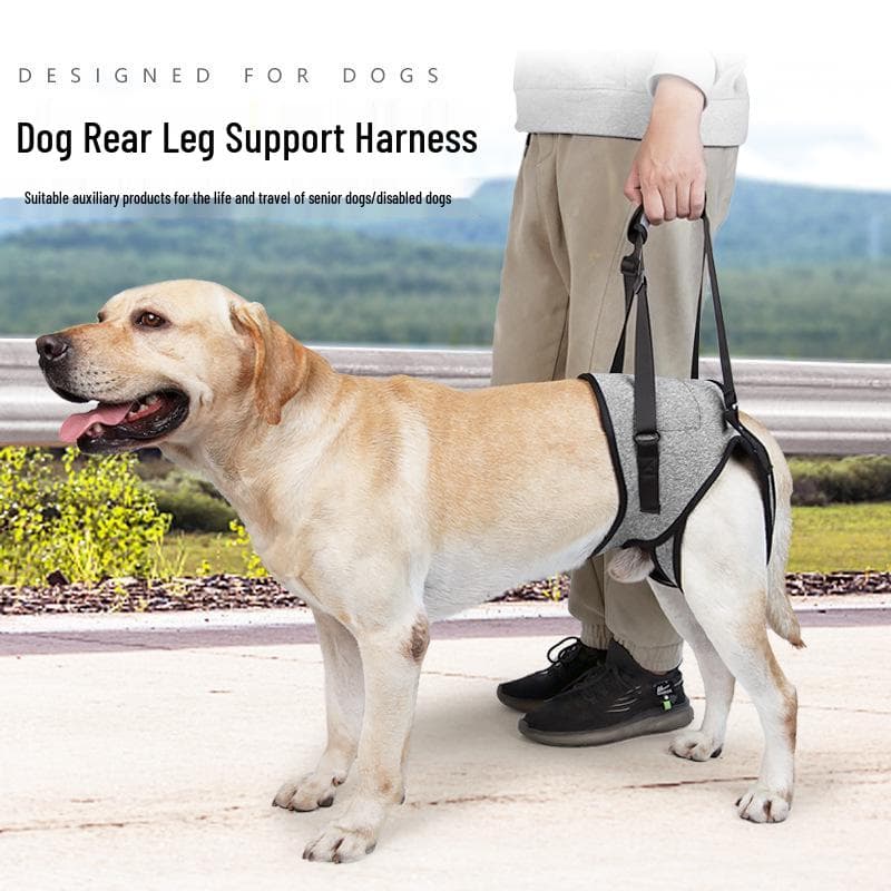 Sangle de Rééducation pour Animaux de Compagnie pour le Soutien de la Patte Arrière