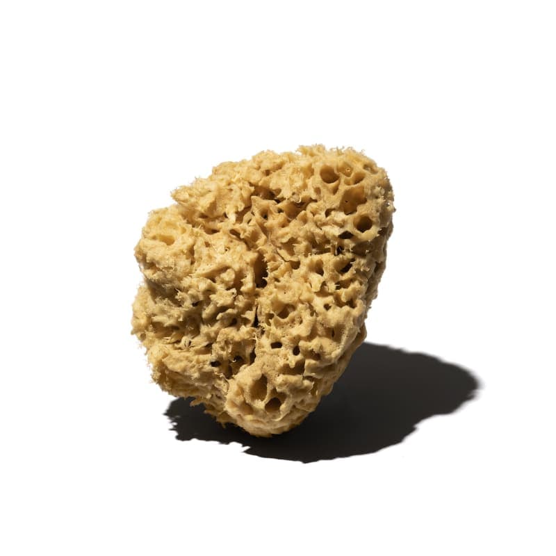 Éponge naturelle (Grand)