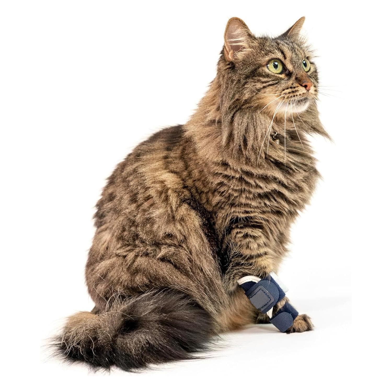 Attelle Patte Avant Chat pour Récupération de Blessure - Manchon de Soutien Réglable pour Animal de Compagnie pour Articulation, Déchirure