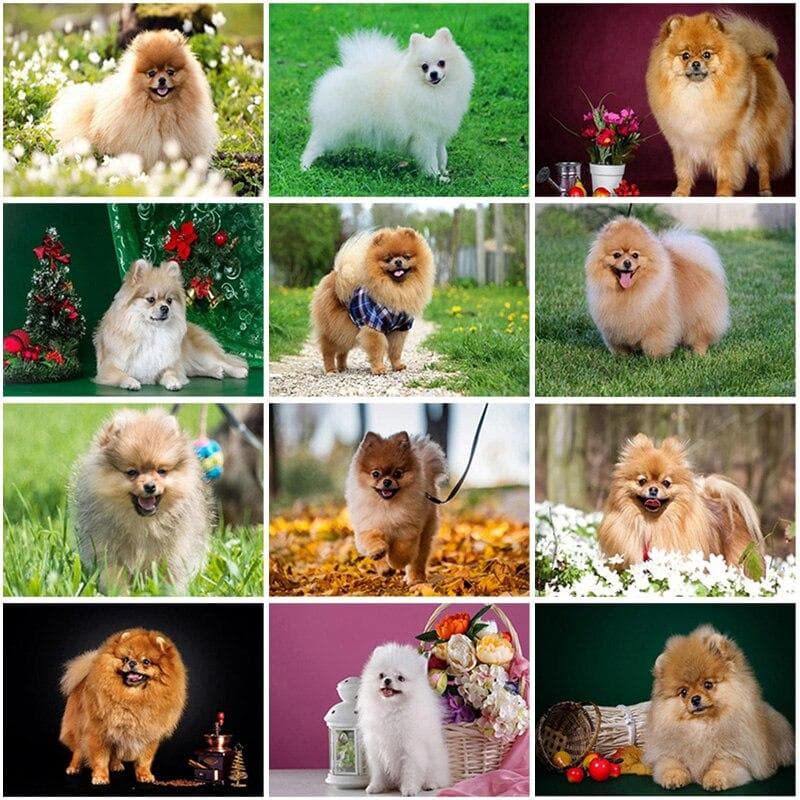 Peinture diamant thème chien de Poméranie, broderie complète 5D, ronde ou carrée, mosaïque de chiot, image en strass, cadeau artisanal, à faire