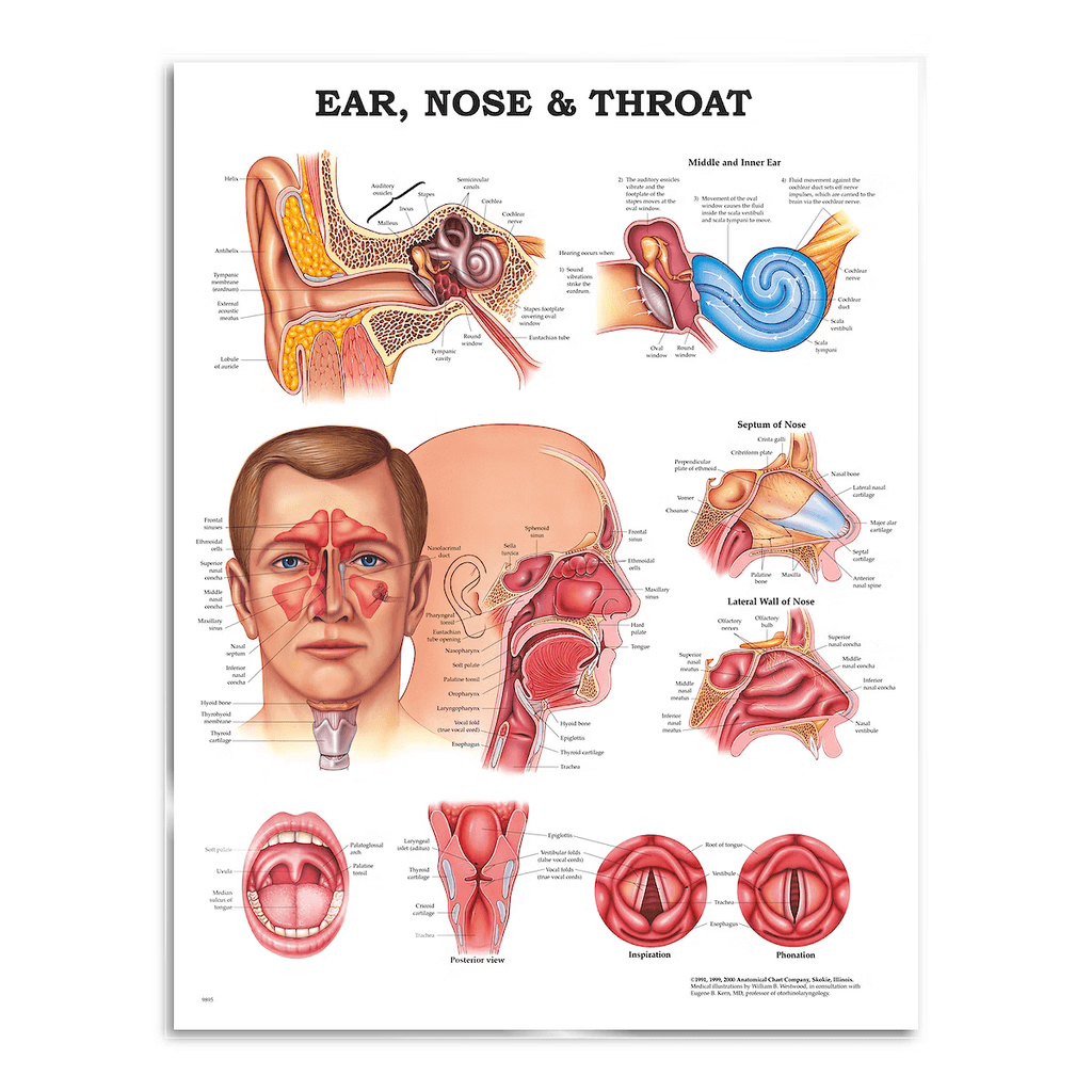 Oto-rhino-laryngologie - affiche 51x66 cm