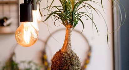 Atelier de création d'un Terrarium ou Kokedama à Nantes
