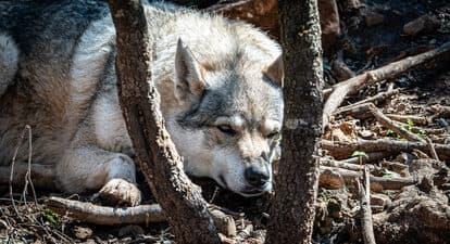 Visite d'un parc animalier à Ginasservis