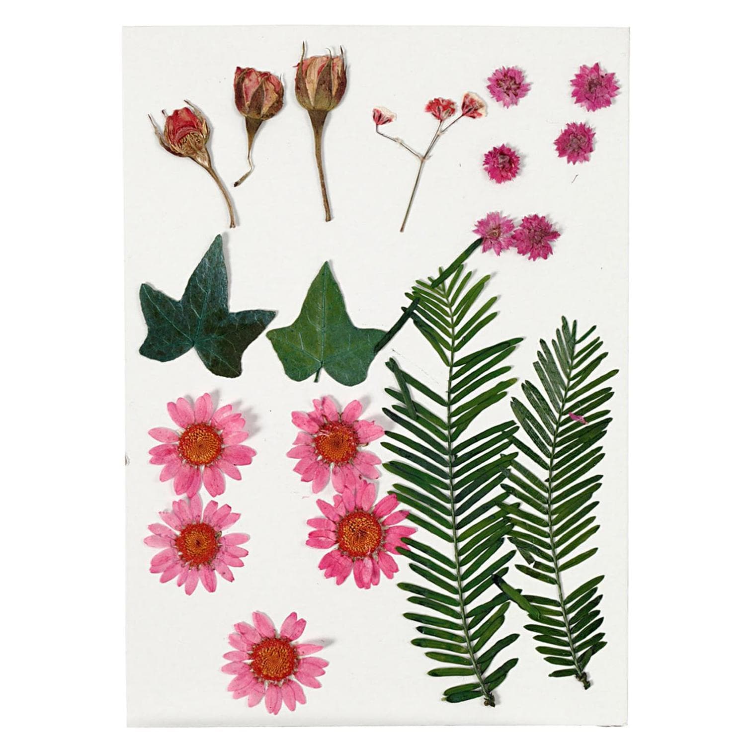 Creativ Company, Matériaux naturels, Fleurs pressées
