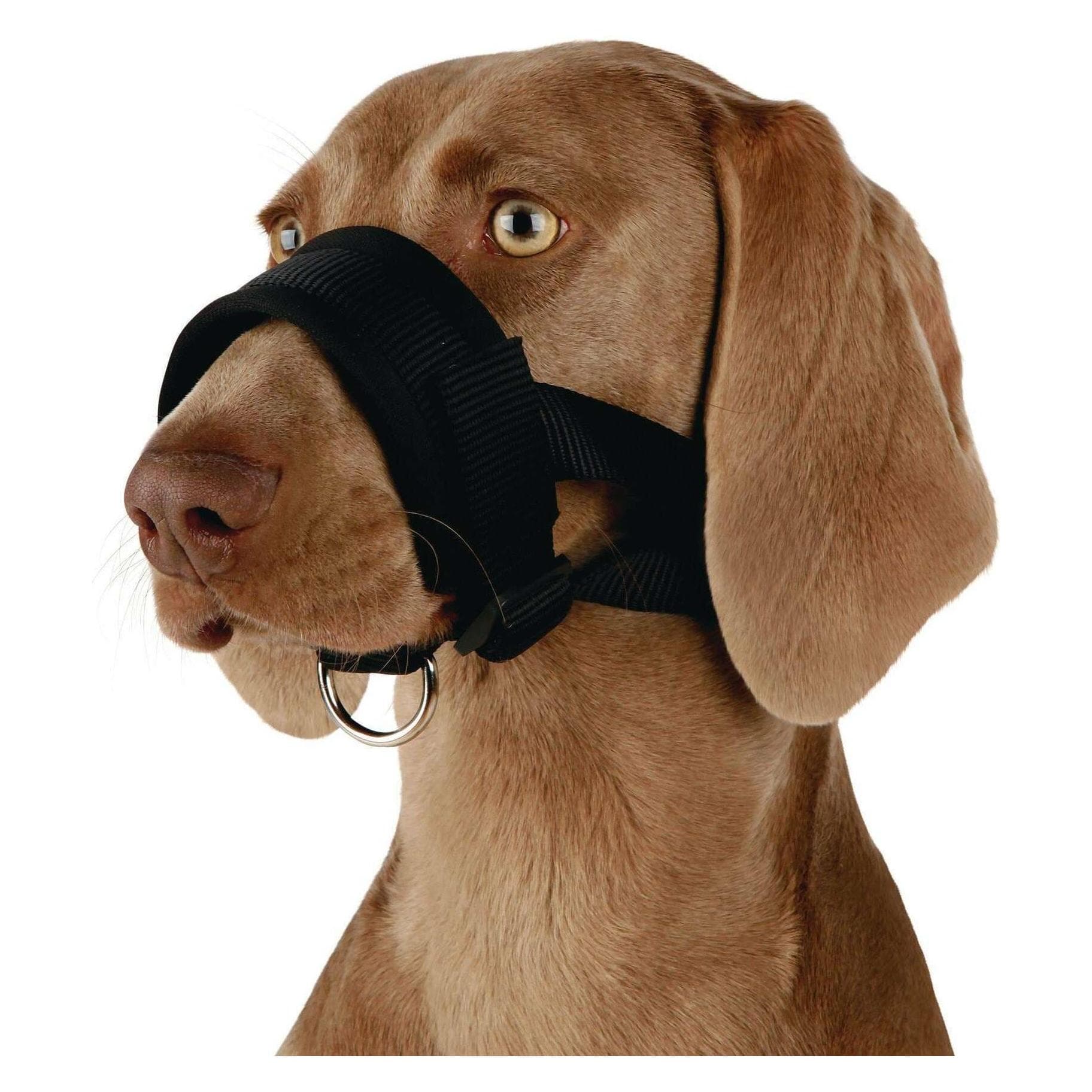 2x Trixie Boucle de bouche (XL, Chien, Jogging, Promenade, Sport canin), Collier + laisse